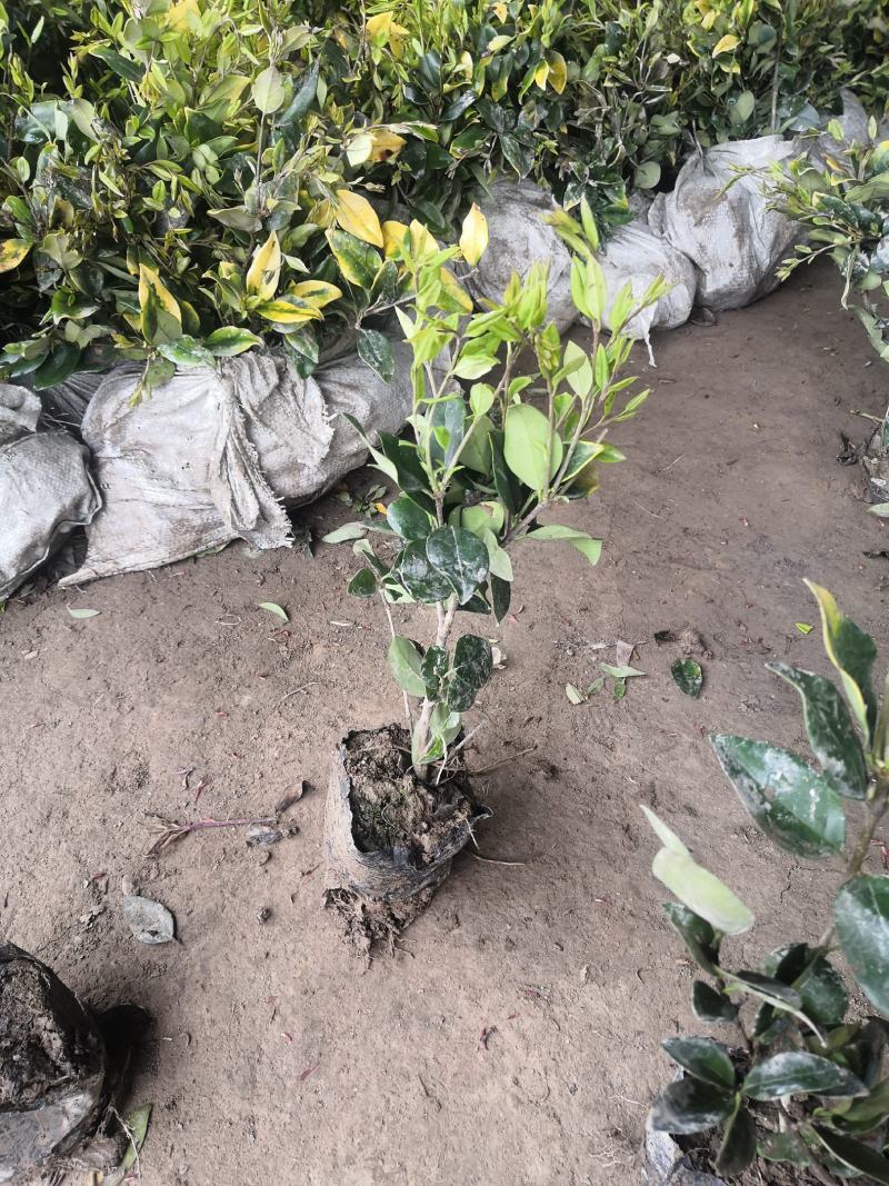 金森女贞苗金森女贞小苗杯苗灌木植物园林绿化工程苗