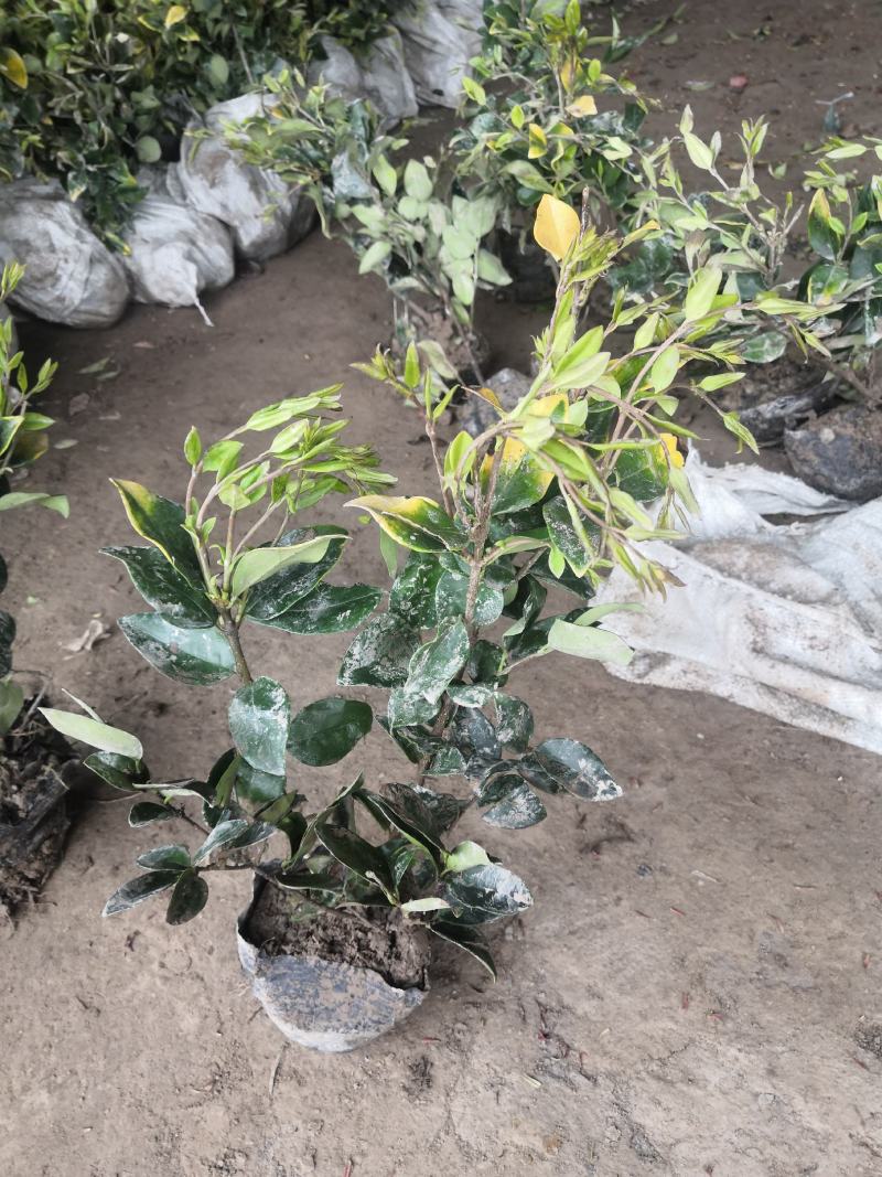 金森女贞苗金森女贞小苗杯苗灌木植物园林绿化工程苗
