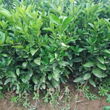 香橙头嫁接的茂谷柑靓苗有需要的老板请联系