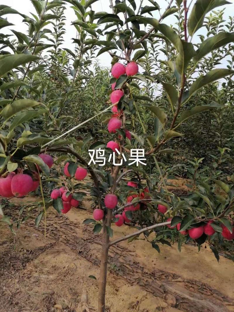 鸡心果盆景，苹果盆景，甜口山楂盆景桃树盆景盆栽