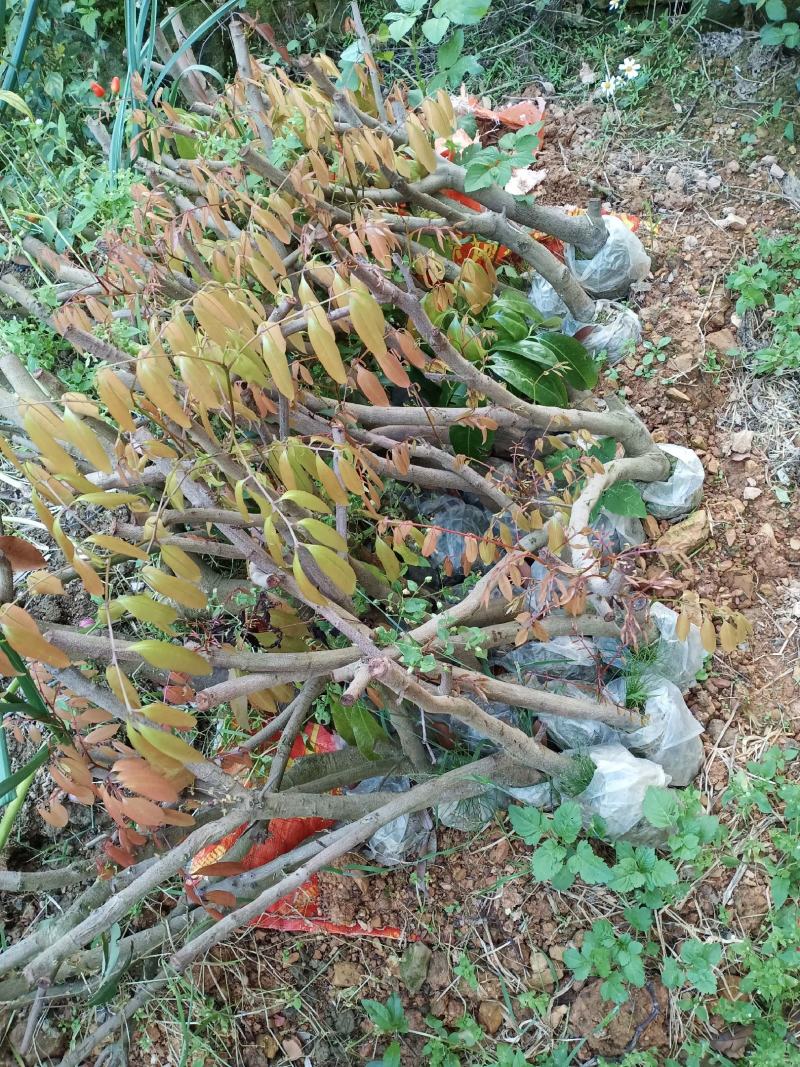 桂味荔枝苗，仙进奉荔枝苗，糯米糍荔枝苗妃子笑，圈枝等