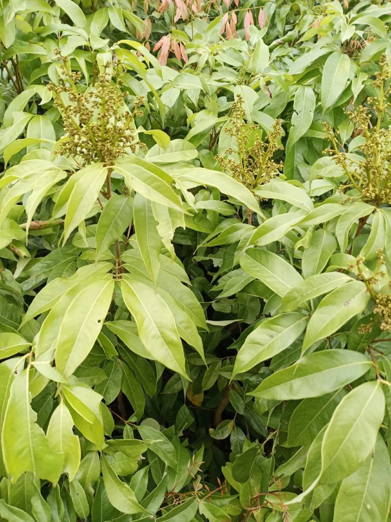 桂味荔枝苗，仙进奉荔枝苗，糯米糍荔枝苗妃子笑，圈枝等