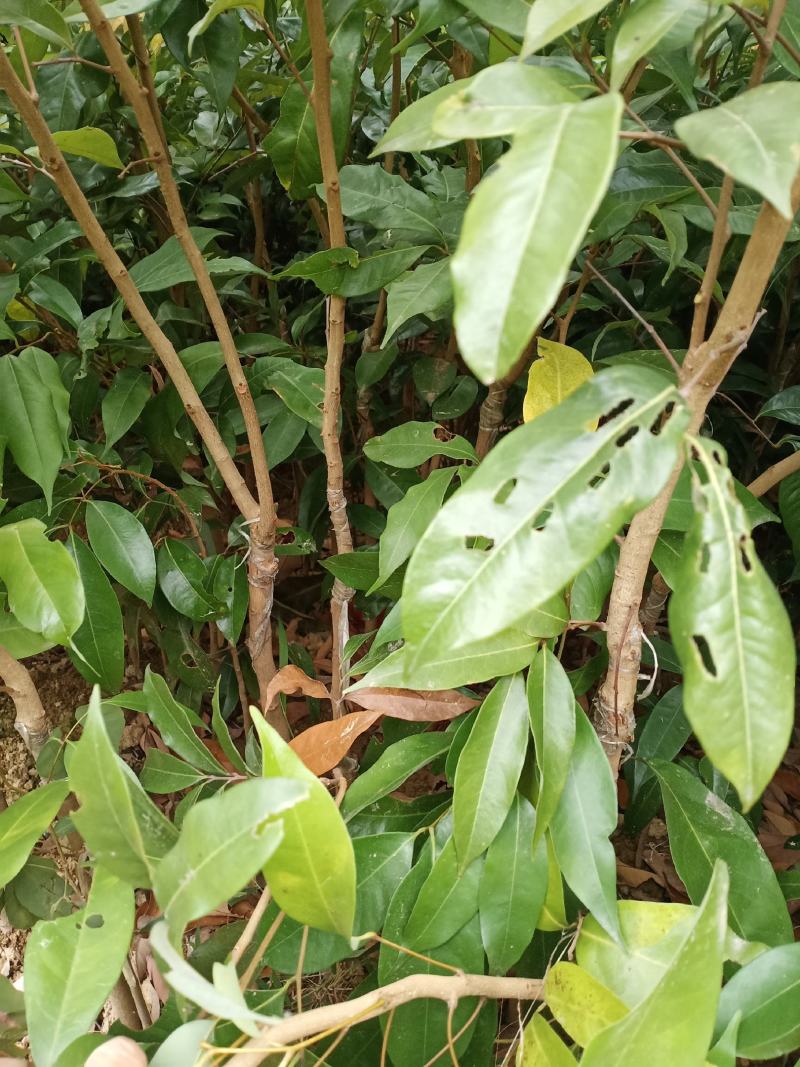 桂味荔枝苗，仙进奉荔枝苗，糯米糍荔枝苗妃子笑，圈枝等