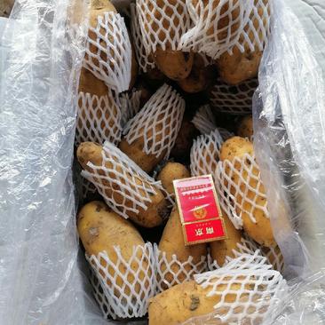 平度市精品大棚荷兰十五土豆大量供应，大小车随装