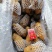 平度市精品大棚荷兰十五土豆大量供应，大小车随装
