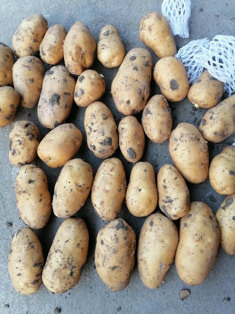 平度市精品大棚荷兰十五土豆大量供应，大小车随装