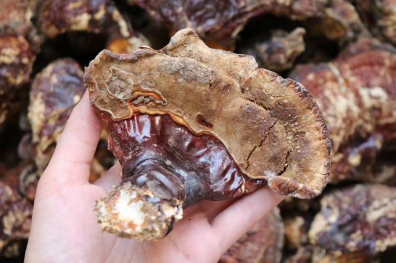 云南野生灵芝赤灵芝灵芝菌香味特别香浓250克纯野生竹赤