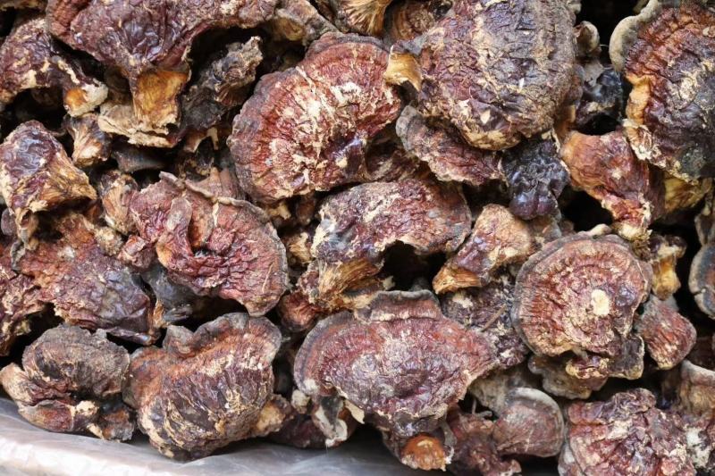 云南野生灵芝赤灵芝灵芝菌香味特别香浓250克纯野生竹赤