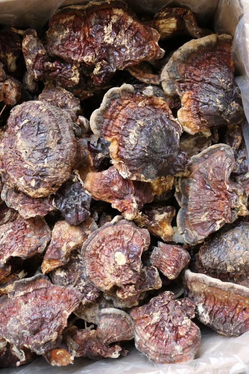 云南野生灵芝赤灵芝灵芝菌香味特别香浓250克纯野生竹赤