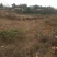 正宗散养土鸡蛋360枚