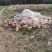 正宗散养土鸡蛋360枚