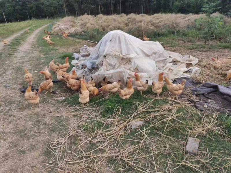 正宗散养土鸡蛋360枚