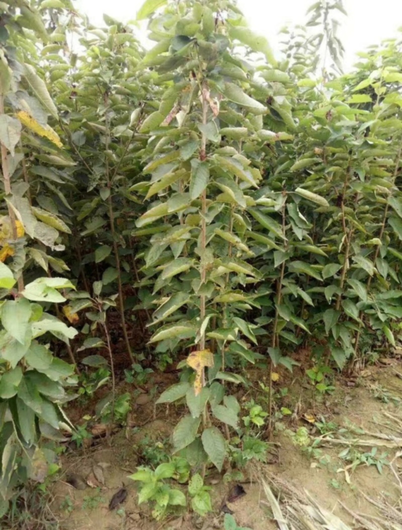 布鲁克斯樱桃苗吉塞拉矮化樱桃苗樱桃苗山东果苗