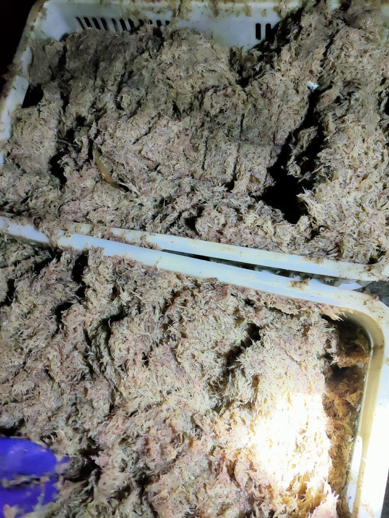 蛆虾子，每天几千斤，需要的提前联系