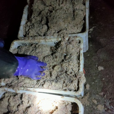 蛆虾子，每天几千斤，需要的提前联系