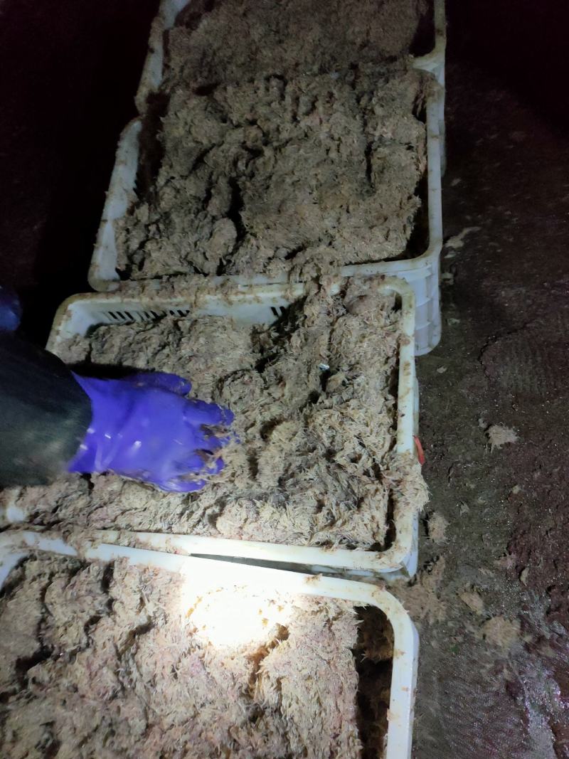 蛆虾子，每天几千斤，需要的提前联系