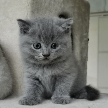 宠物猫蓝猫英短银渐层