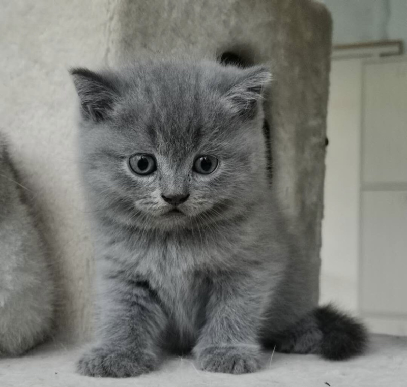 宠物猫蓝猫英短银渐层