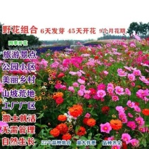 野花组合种子，四季开花，草花种子，多年生花卉种子