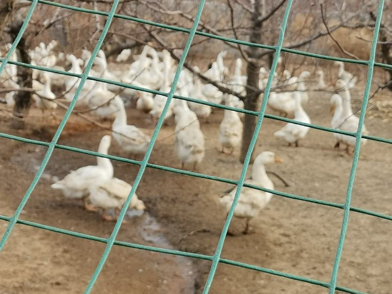 东戴河山场大院出租出售