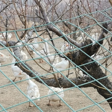 东戴河山场大院出租出售