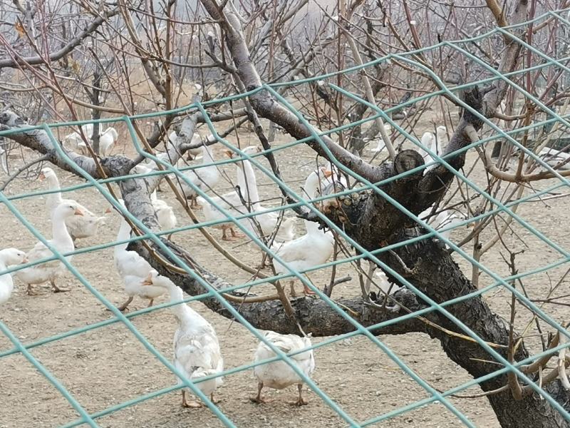 东戴河山场大院出租出售