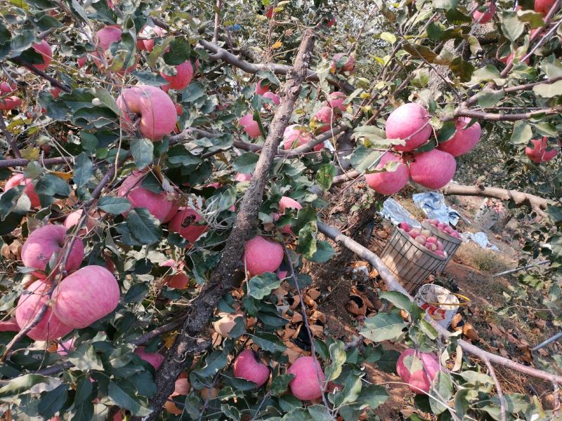 东戴河山场大院出租出售