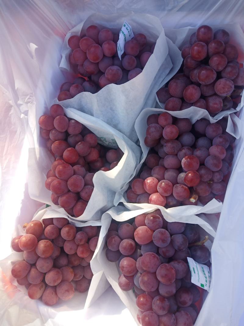 【实力红提葡萄】云南精品优质红提，货源充足，专业代办。