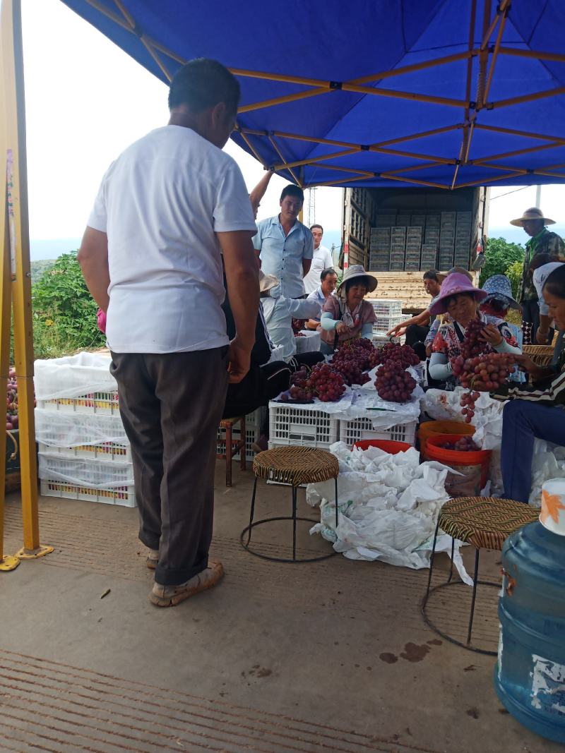 【实力红提葡萄】云南精品优质红提，货源充足，专业代办。