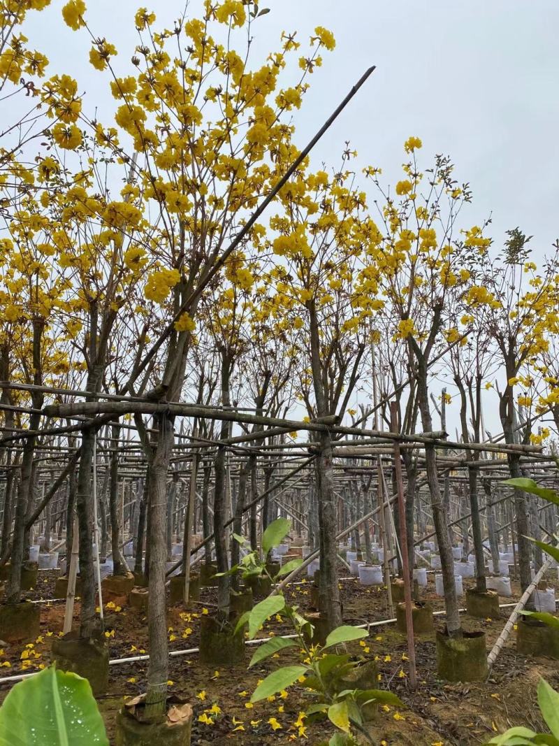 黄花风铃木(多花)8-12公分