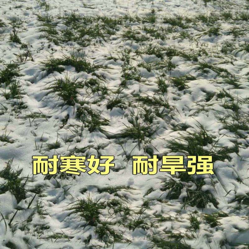 进口黑麦草种子四季种植牛羊鸡鸭鹅兔子鱼草高产耐寒牧黑麦草