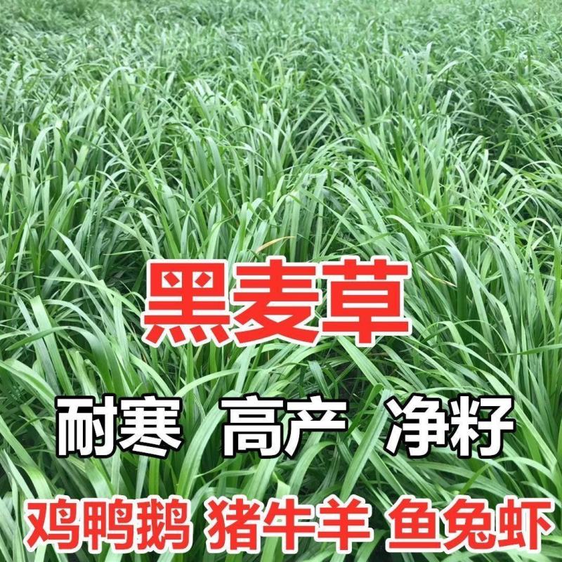 进口黑麦草种子四季种植牛羊鸡鸭鹅兔子鱼草高产耐寒牧黑麦草