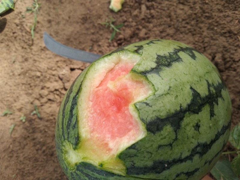 西瓜珍珠红西瓜万亩种植基地请各地老板前来选购