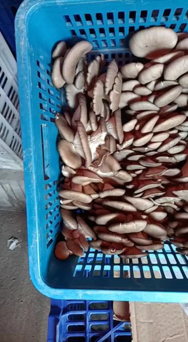 ，黑蘑菇，精品，产地直发每天300筐，欢迎下单