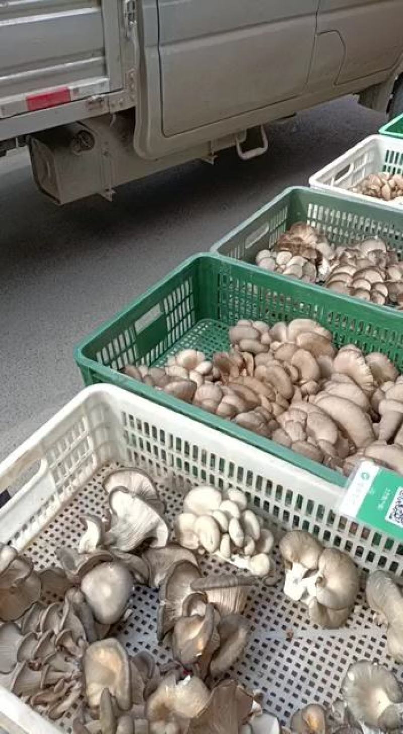 ，黑蘑菇，精品，产地直发每天300筐，欢迎下单