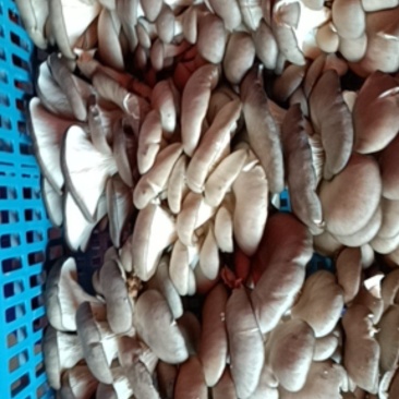 ，黑蘑菇，精品，产地直发每天300筐，欢迎下单
