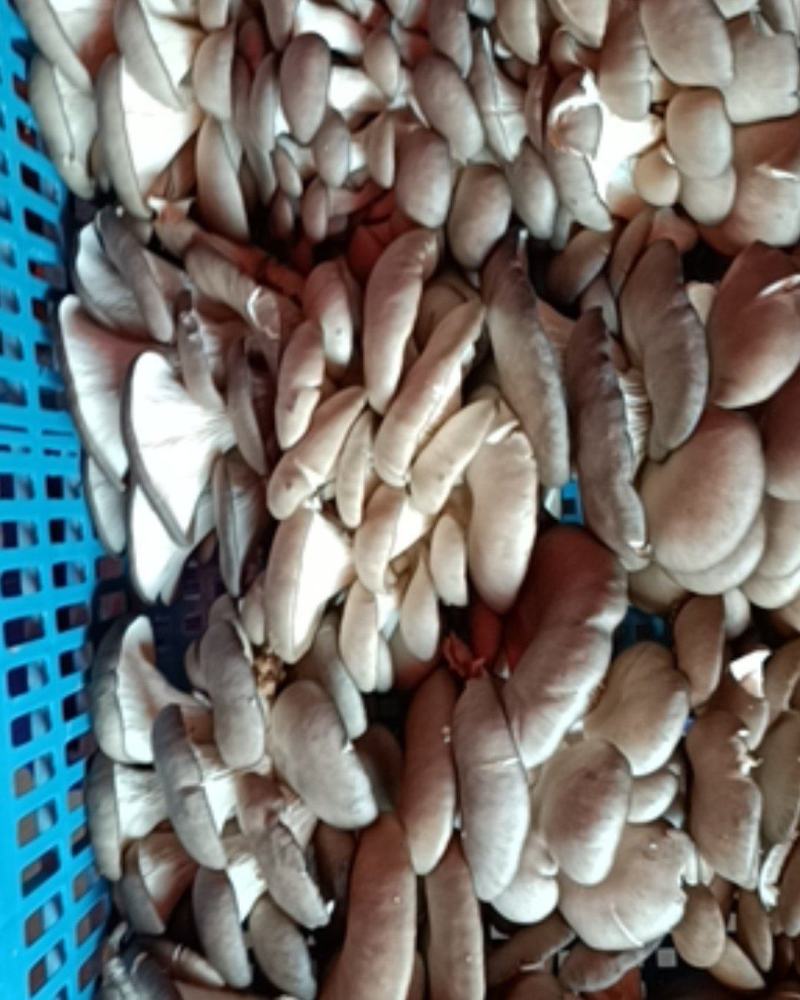 ，黑蘑菇，精品，产地直发每天300筐，欢迎下单