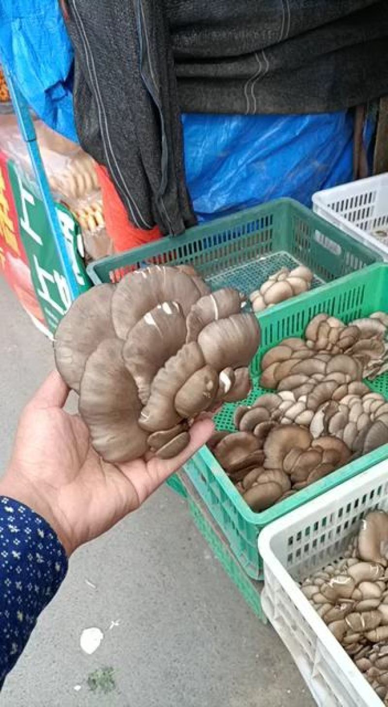 ，黑蘑菇，精品，产地直发每天300筐，欢迎下单