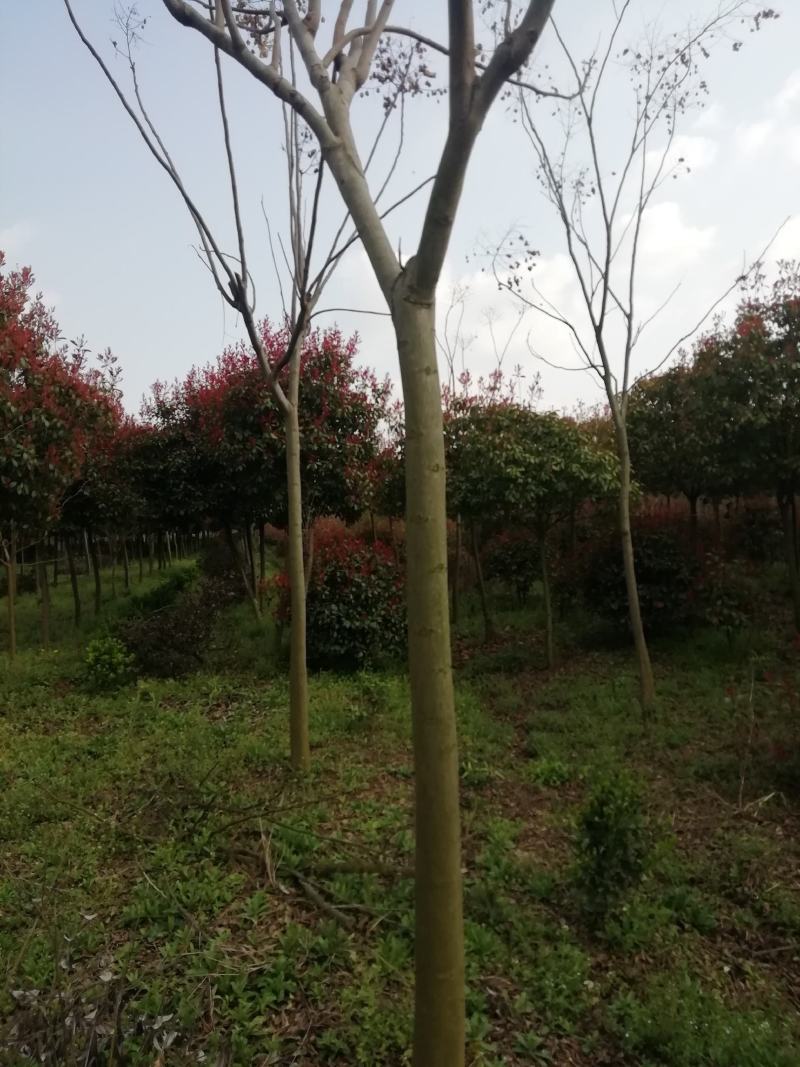 供应十公分高杆红叶石楠，十二公分栾树，一米五红叶石楠球