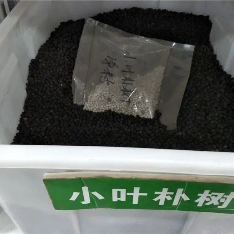 大叶朴树种子别称大叶白麻子小叶朴树落叶乔林木种子红沙朴