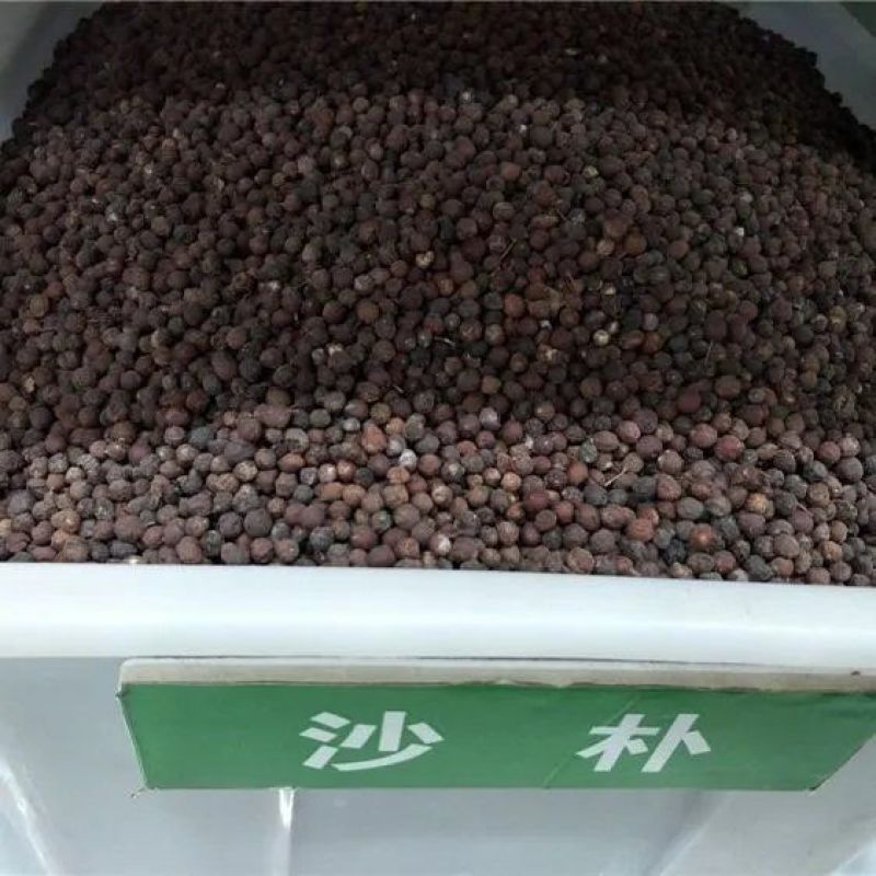 大叶朴树种子别称大叶白麻子小叶朴树落叶乔林木种子红沙朴