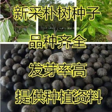 大叶朴树种子别称大叶白麻子小叶朴树落叶乔林木种子红沙朴