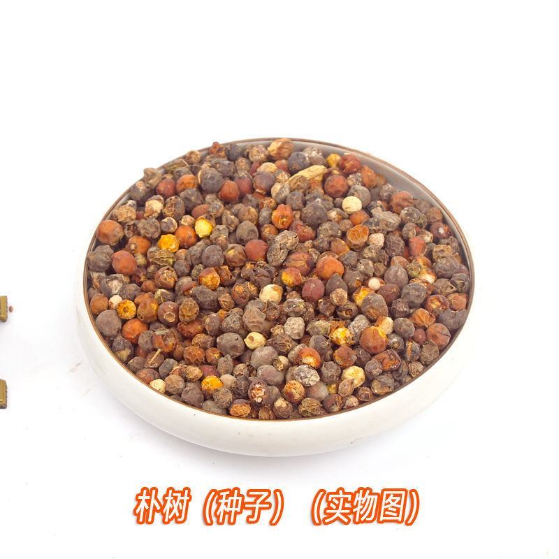 大叶朴树种子别称大叶白麻子小叶朴树落叶乔林木种子红沙朴