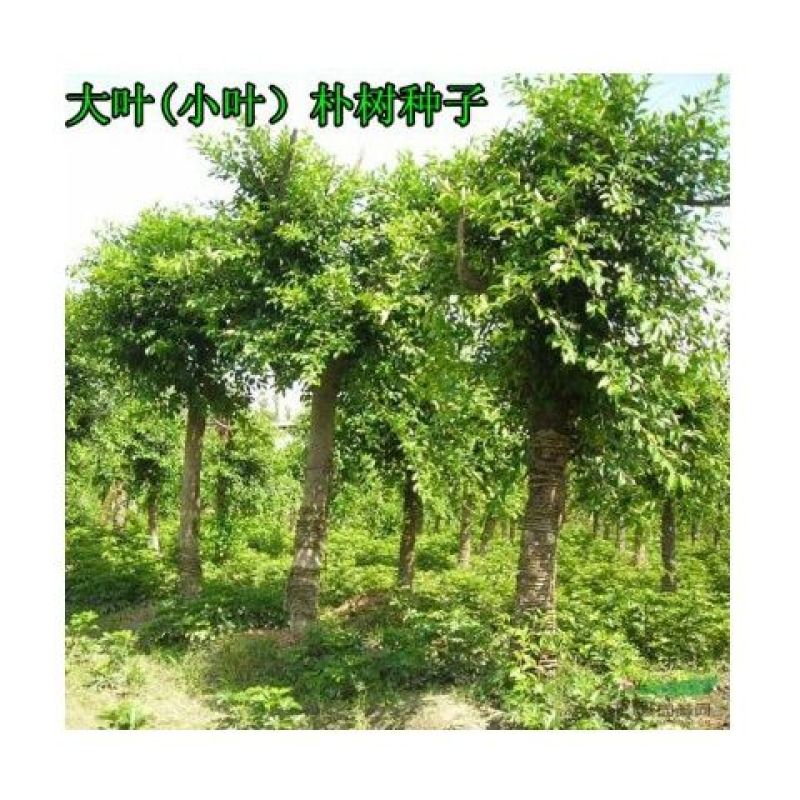 大叶朴树种子别称大叶白麻子小叶朴树落叶乔林木种子红沙朴