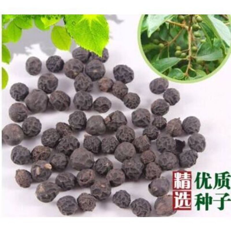 大叶朴树种子别称大叶白麻子小叶朴树落叶乔林木种子红沙朴