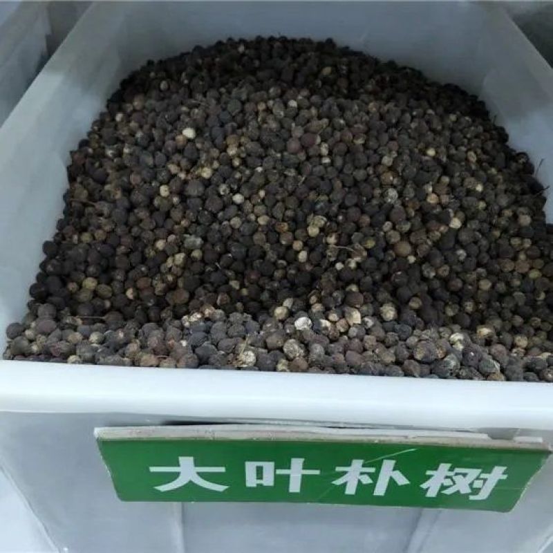 大叶朴树种子别称大叶白麻子小叶朴树落叶乔林木种子红沙朴