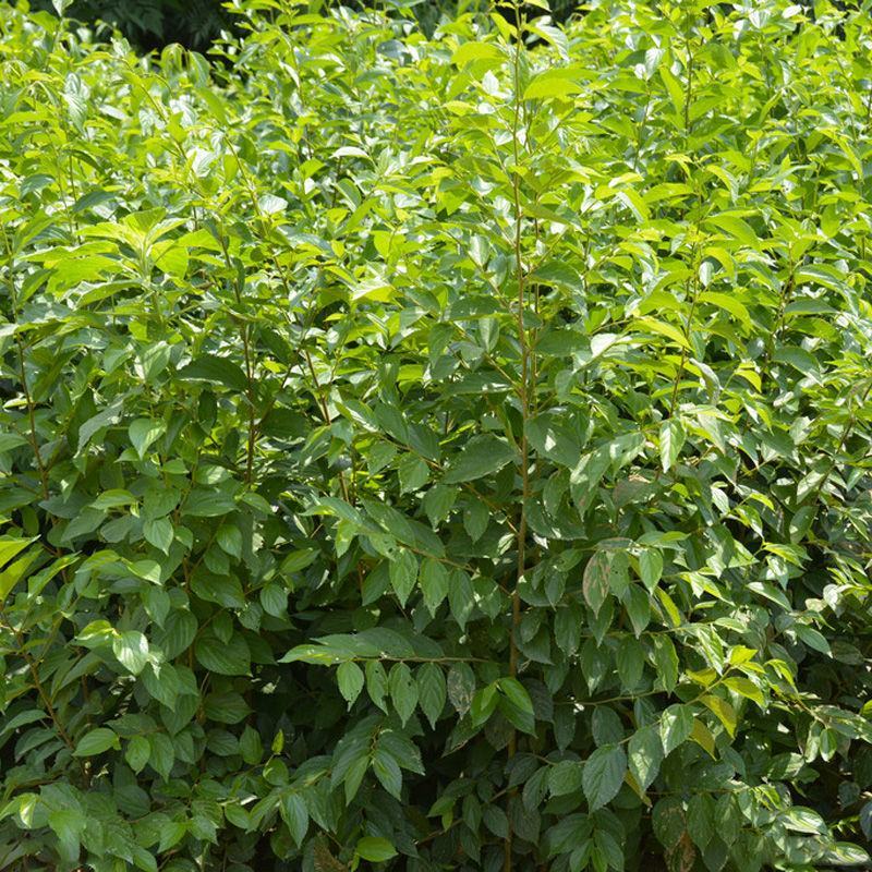 大叶朴树种子别称大叶白麻子小叶朴树落叶乔林木种子红沙朴
