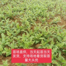 场地大量供应杨梅苗杨梅小苗杨梅芽苗