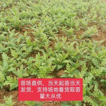 场地大量供应杨梅苗杨梅小苗杨梅芽苗