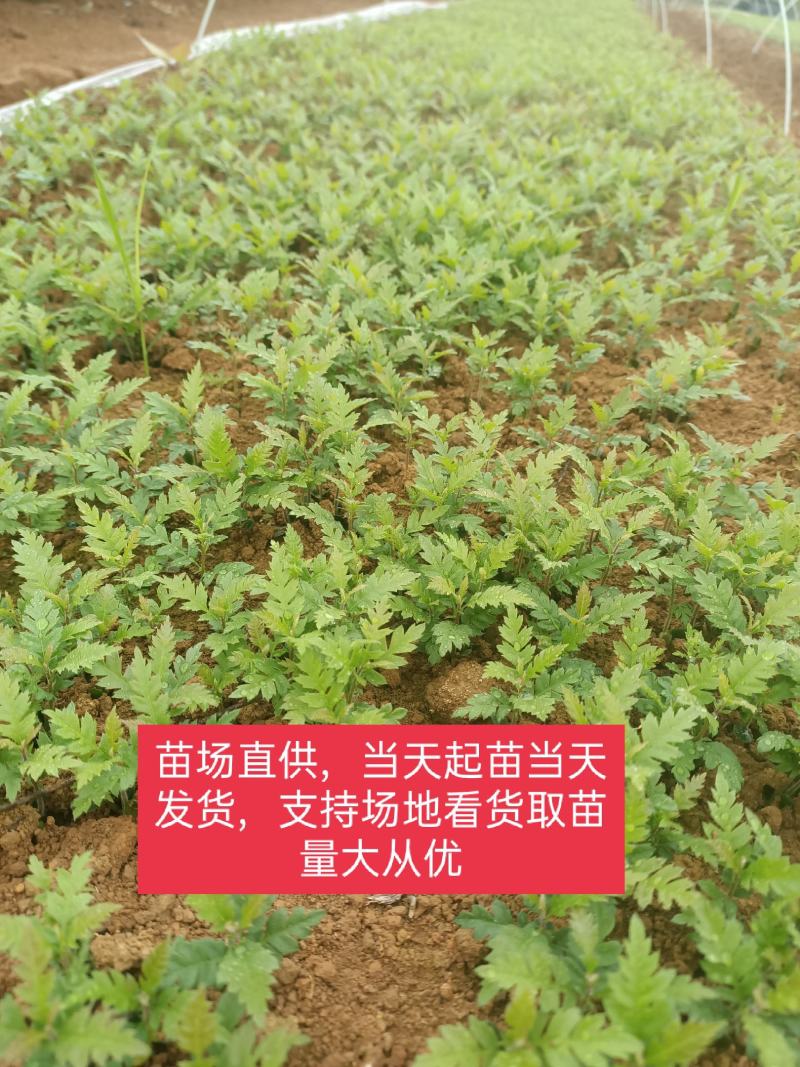 场地大量供应优质杨梅苗杨梅小苗杨梅芽苗包邮